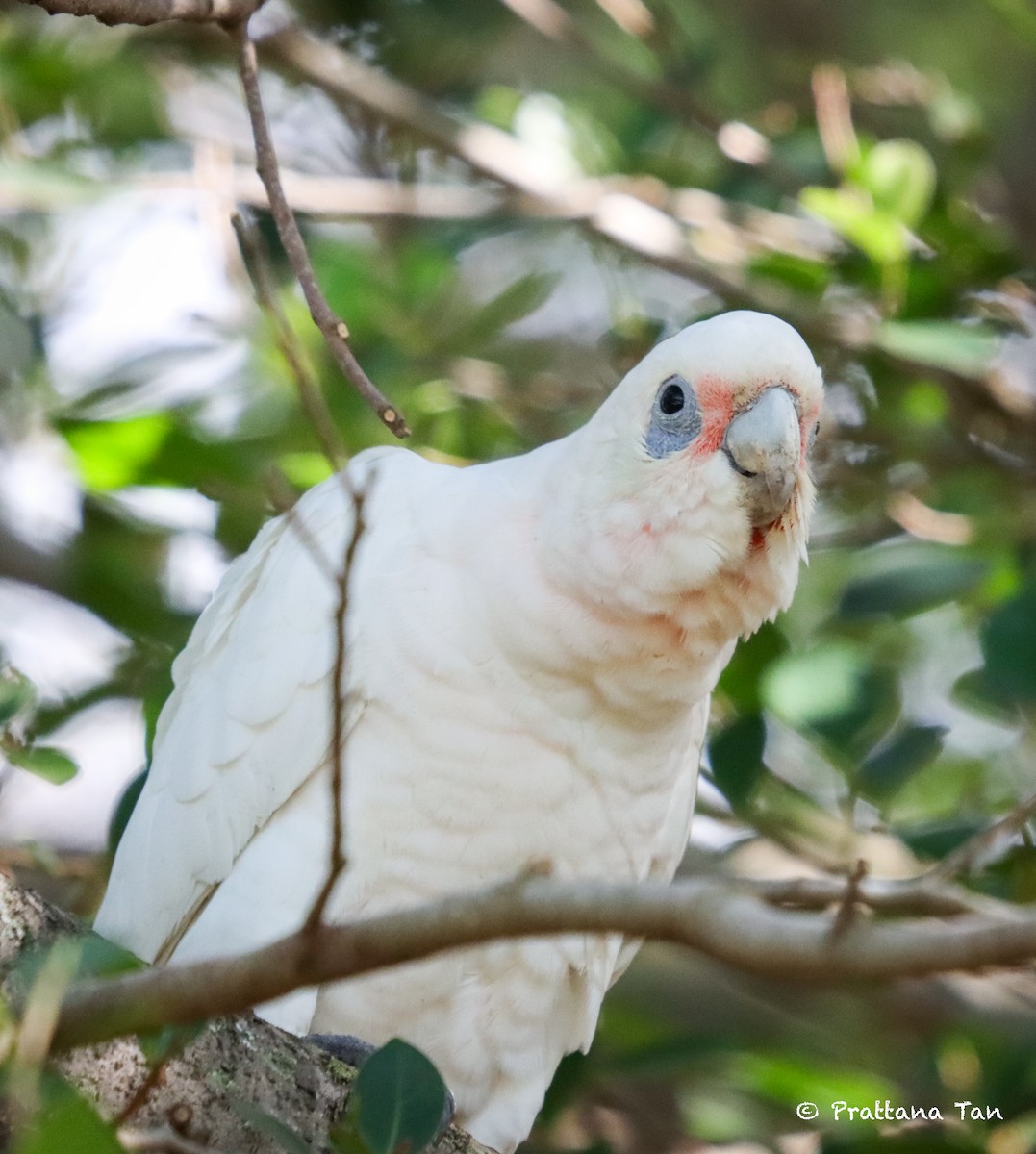 Little Corella - Prattana Tanyapanyachon