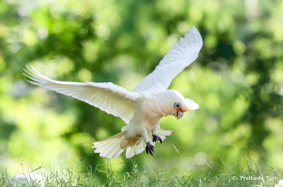 Little Corella - Prattana Tanyapanyachon