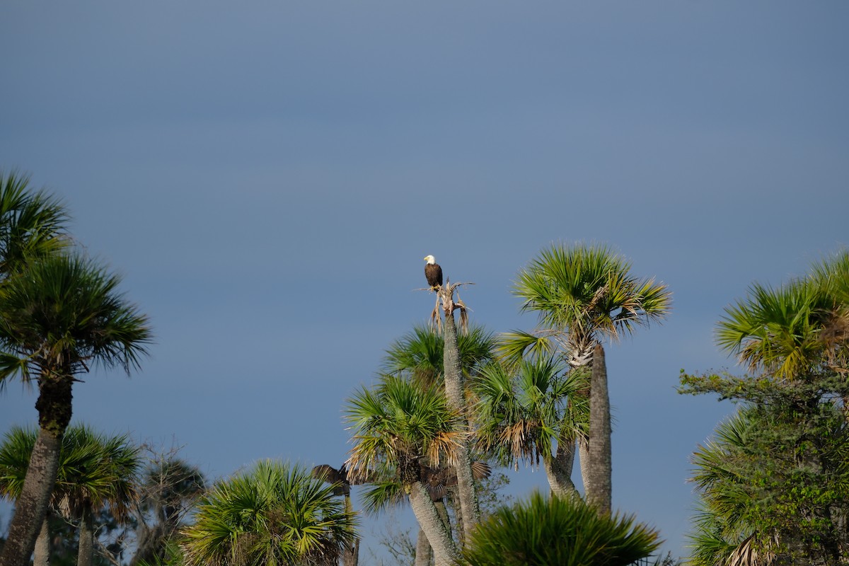 Weißkopf-Seeadler - ML614681767