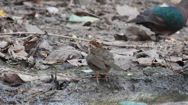 Puff-throated Babbler - ML614681790