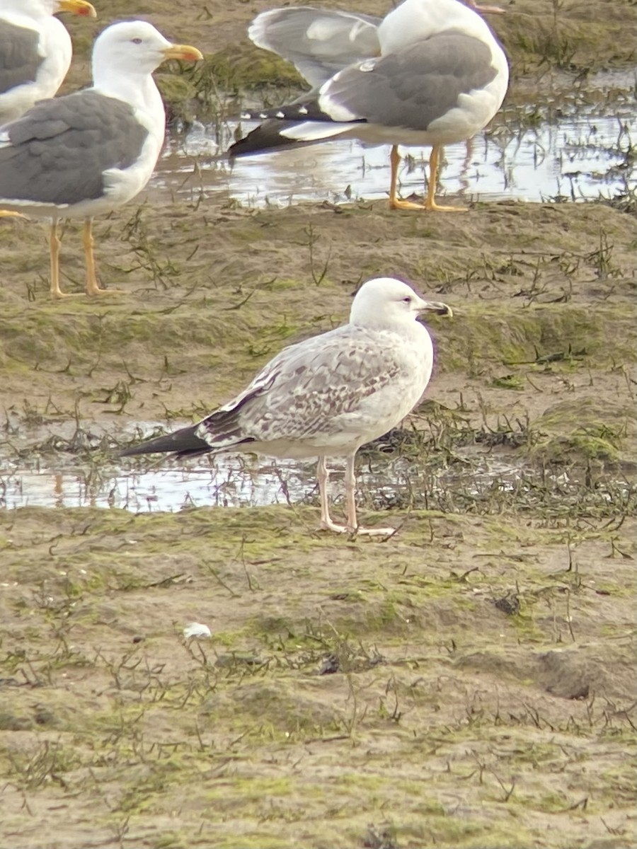 Caspian Gull - ML614681810