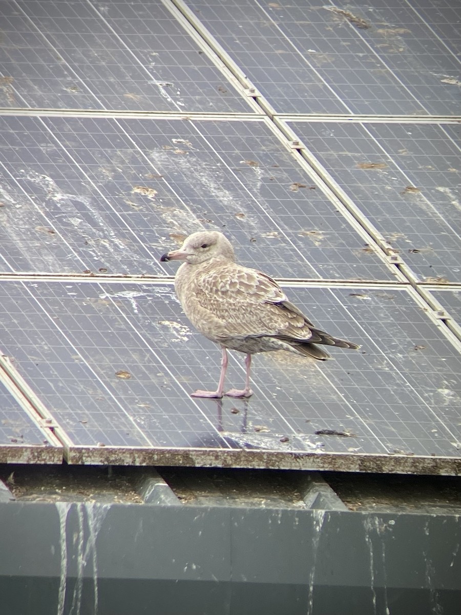 Herring Gull (American) - ML614681838