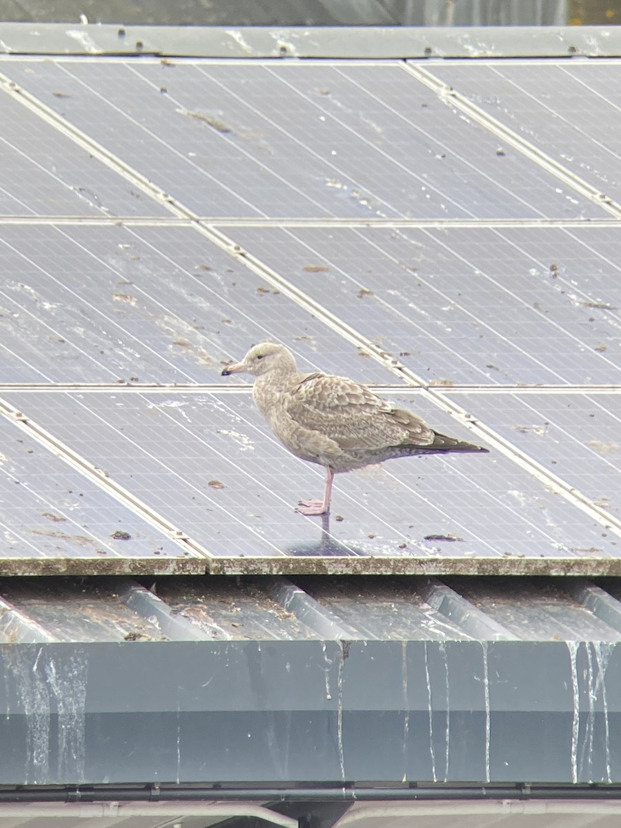 Herring Gull (American) - ML614681839