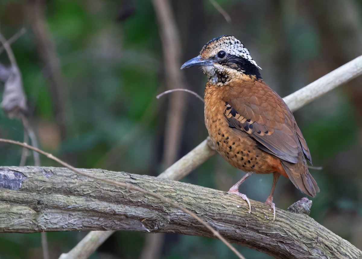 Eared Pitta - ML614681866