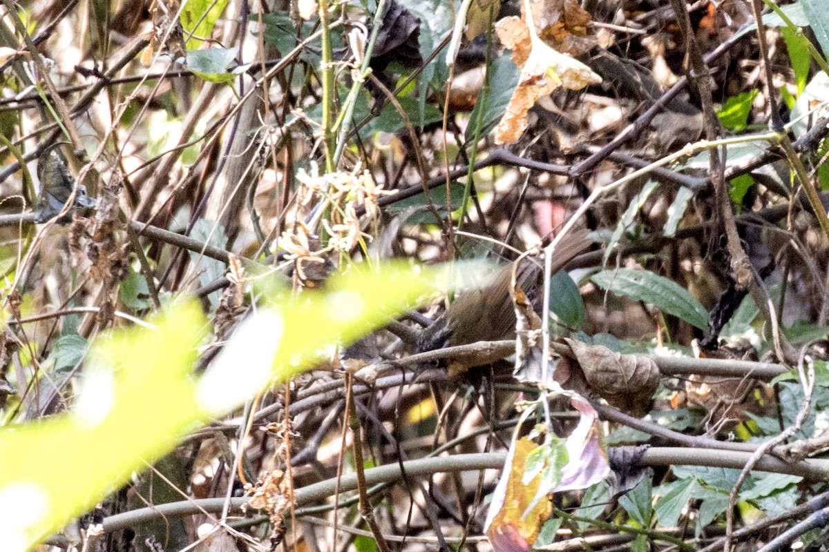 Gray-throated Babbler - ML614681939