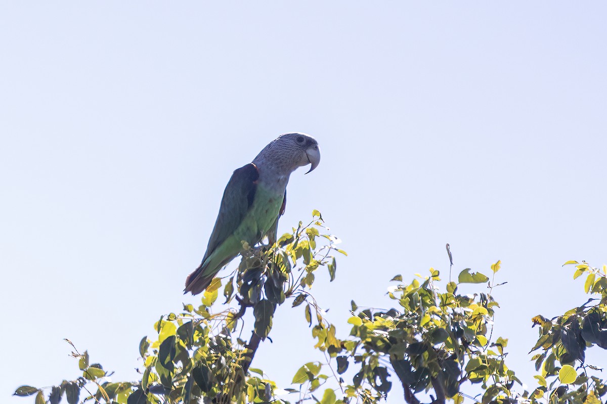 Папуга-довгокрил бурошиїй (підвид suahelicus) - ML614682000