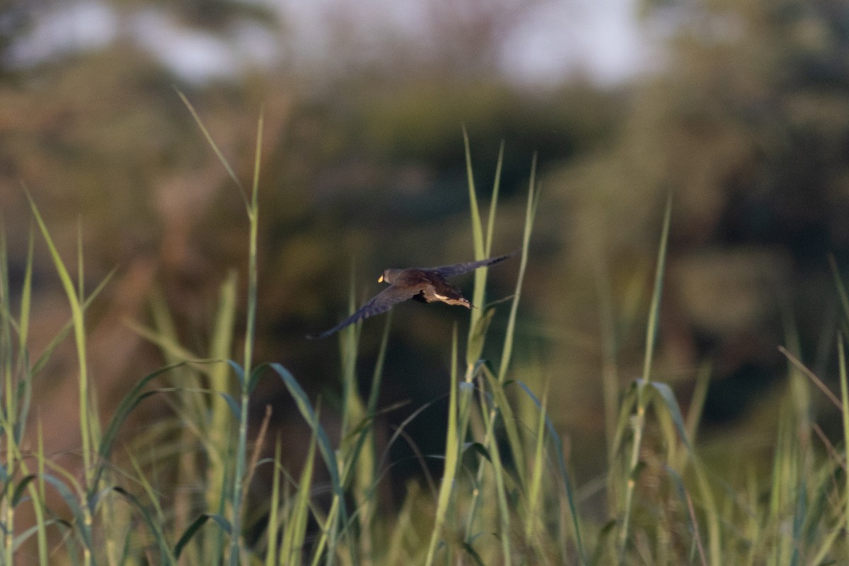 Lesser Moorhen - Edward Jenkins