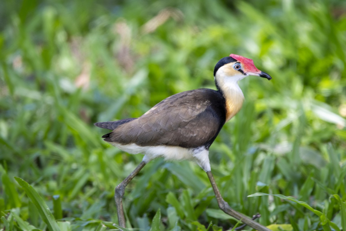 Comb-crested Jacana - James Petersen