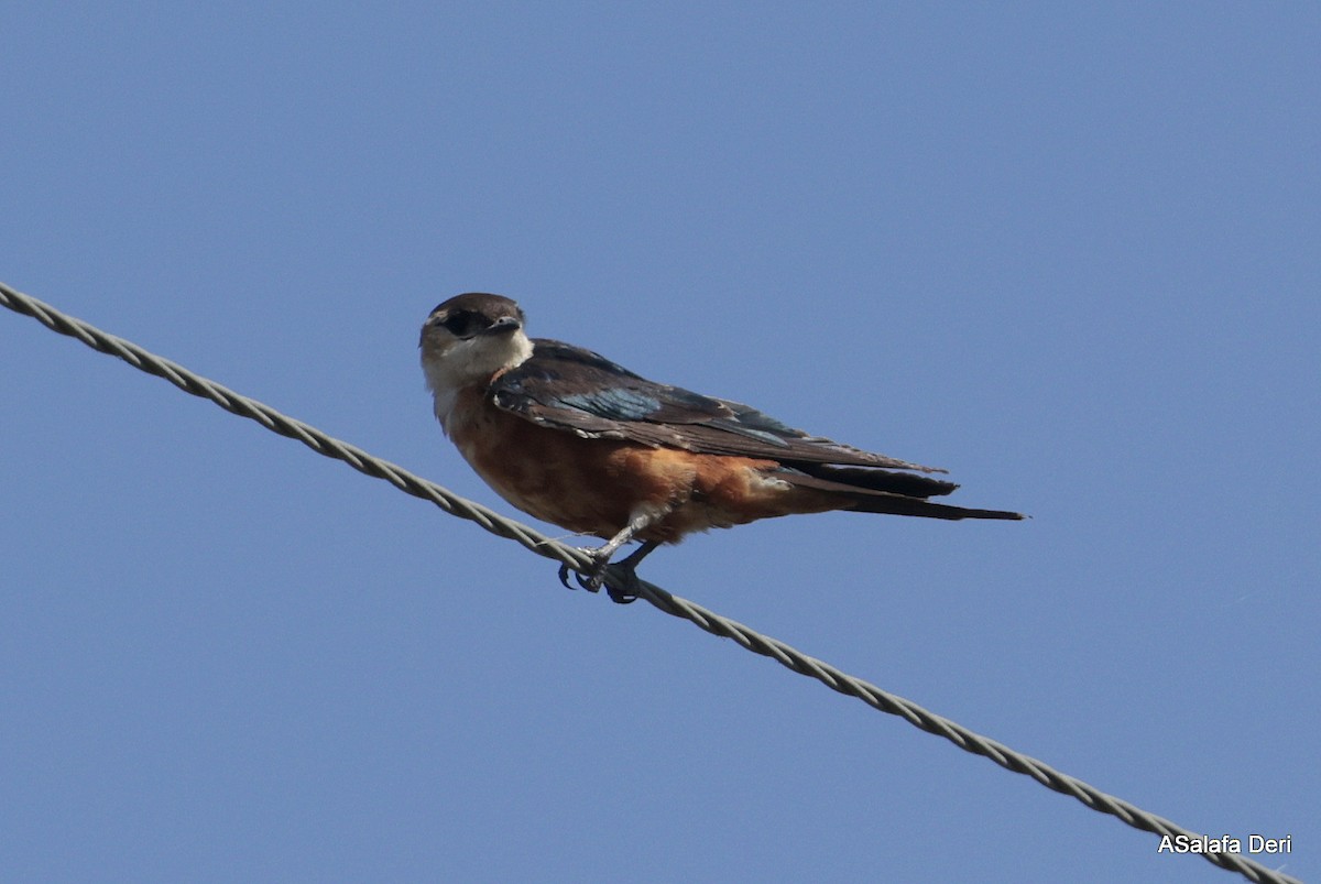 Mosque Swallow - Fanis Theofanopoulos (ASalafa Deri)