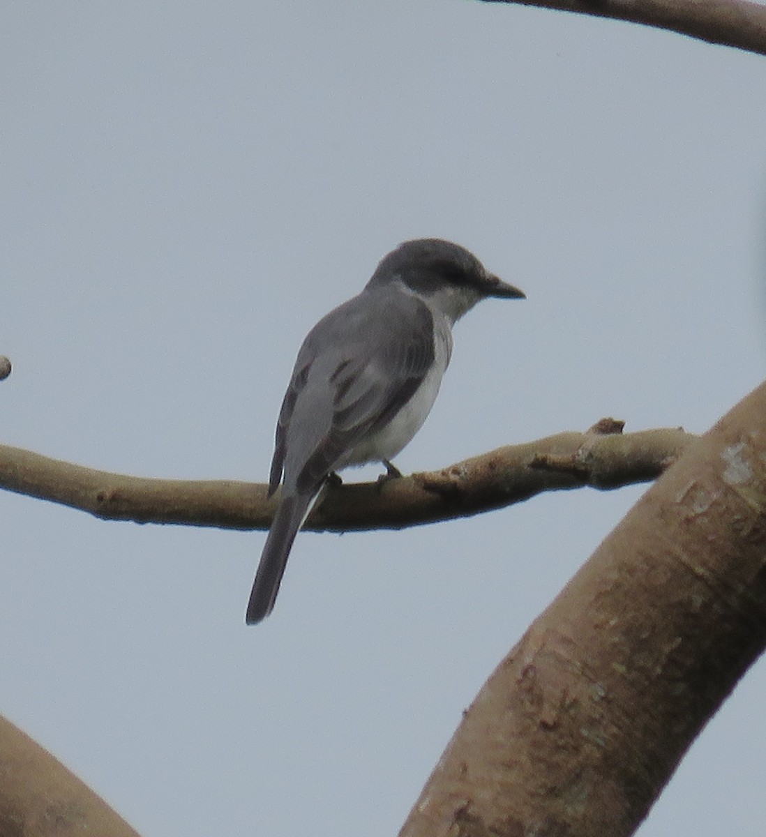 Minivet cendré - ML614682073