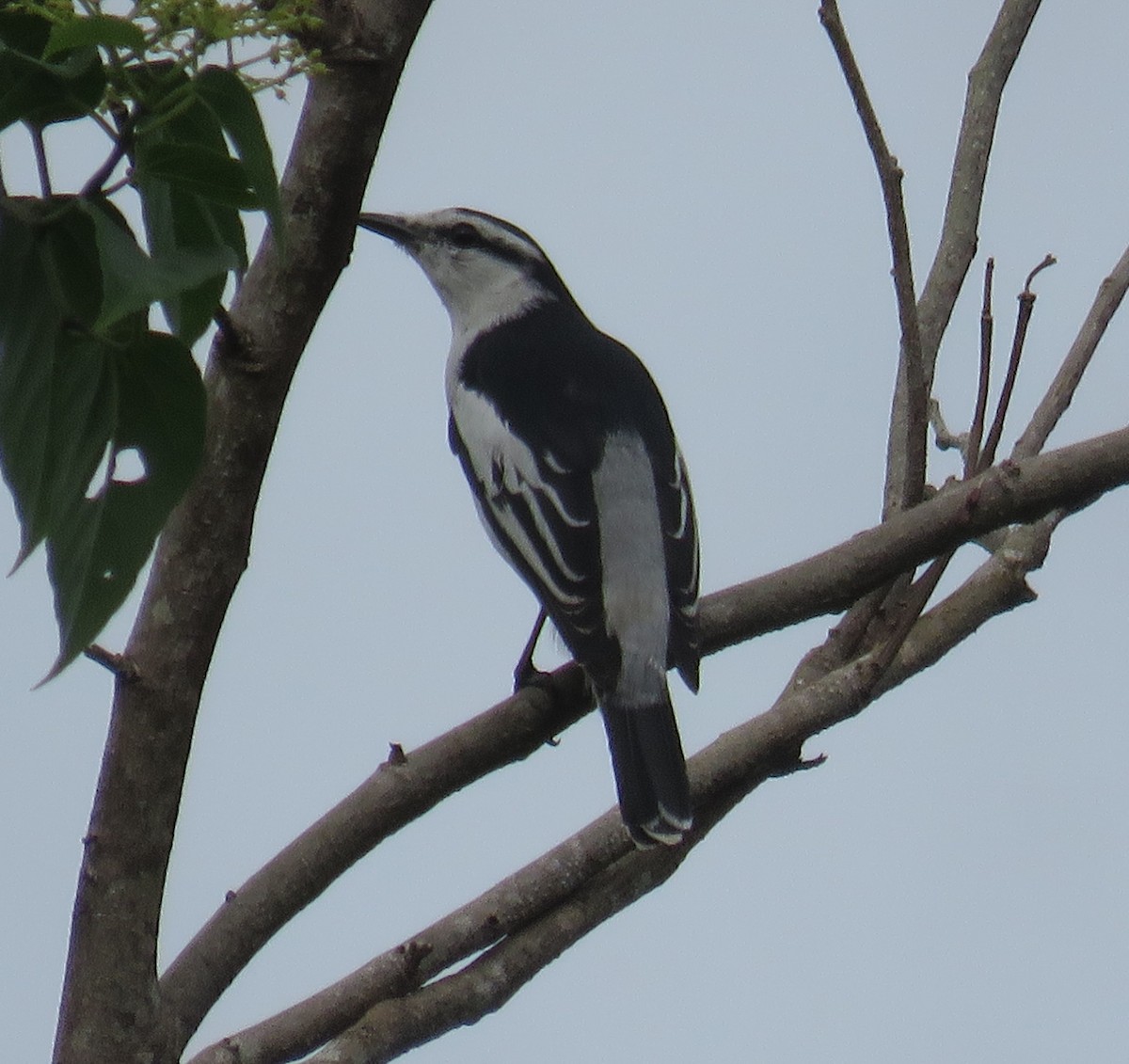 Pied Triller - ML614682075