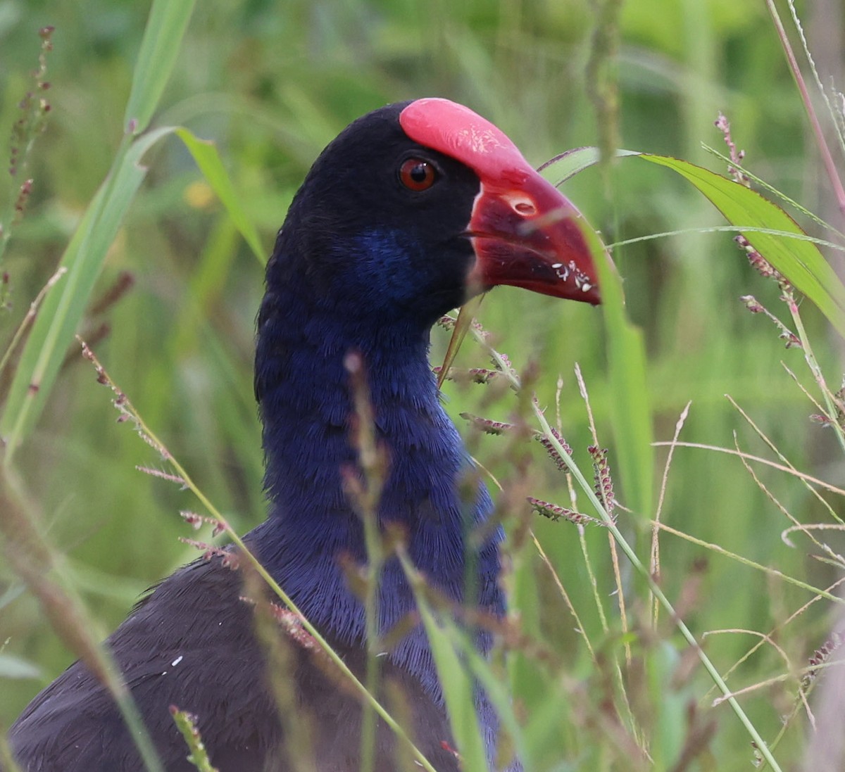 Australasian Swamphen - ML614682079