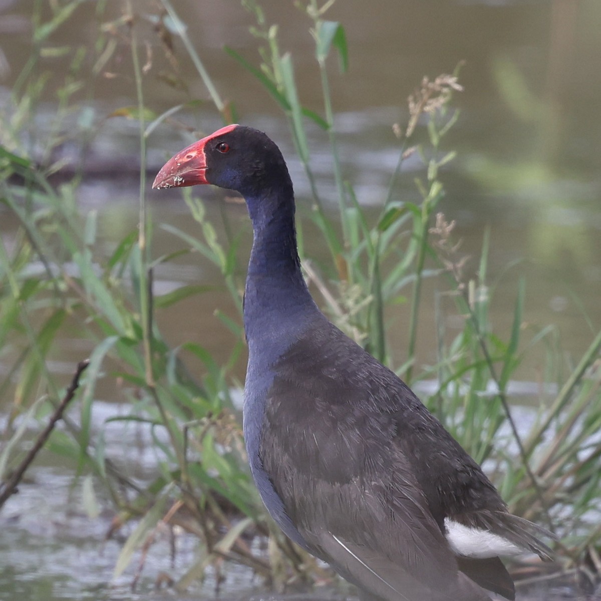 Australasian Swamphen - ML614682081