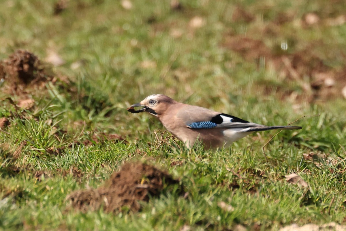 Eurasian Jay - ML614682097