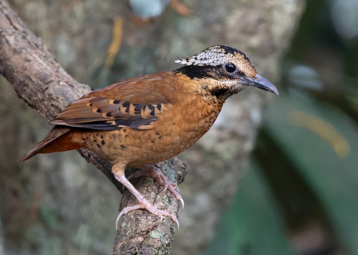 Eared Pitta - Ayuwat Jearwattanakanok