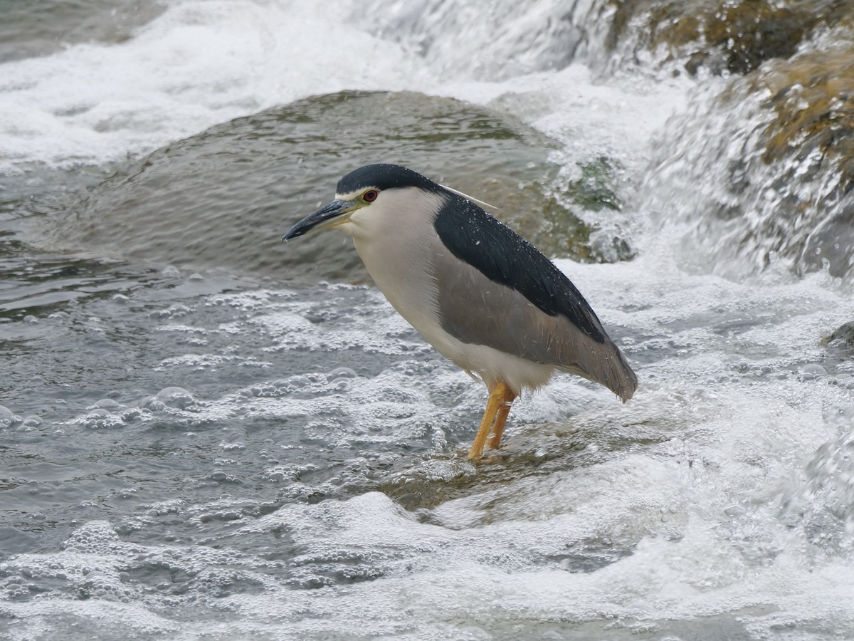 Black-crowned Night Heron - George Inocencio