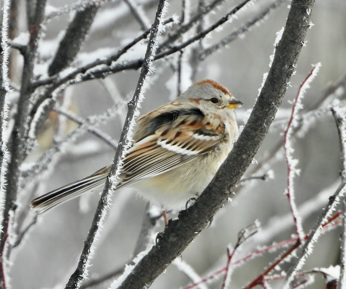 American Tree Sparrow - ML614682141