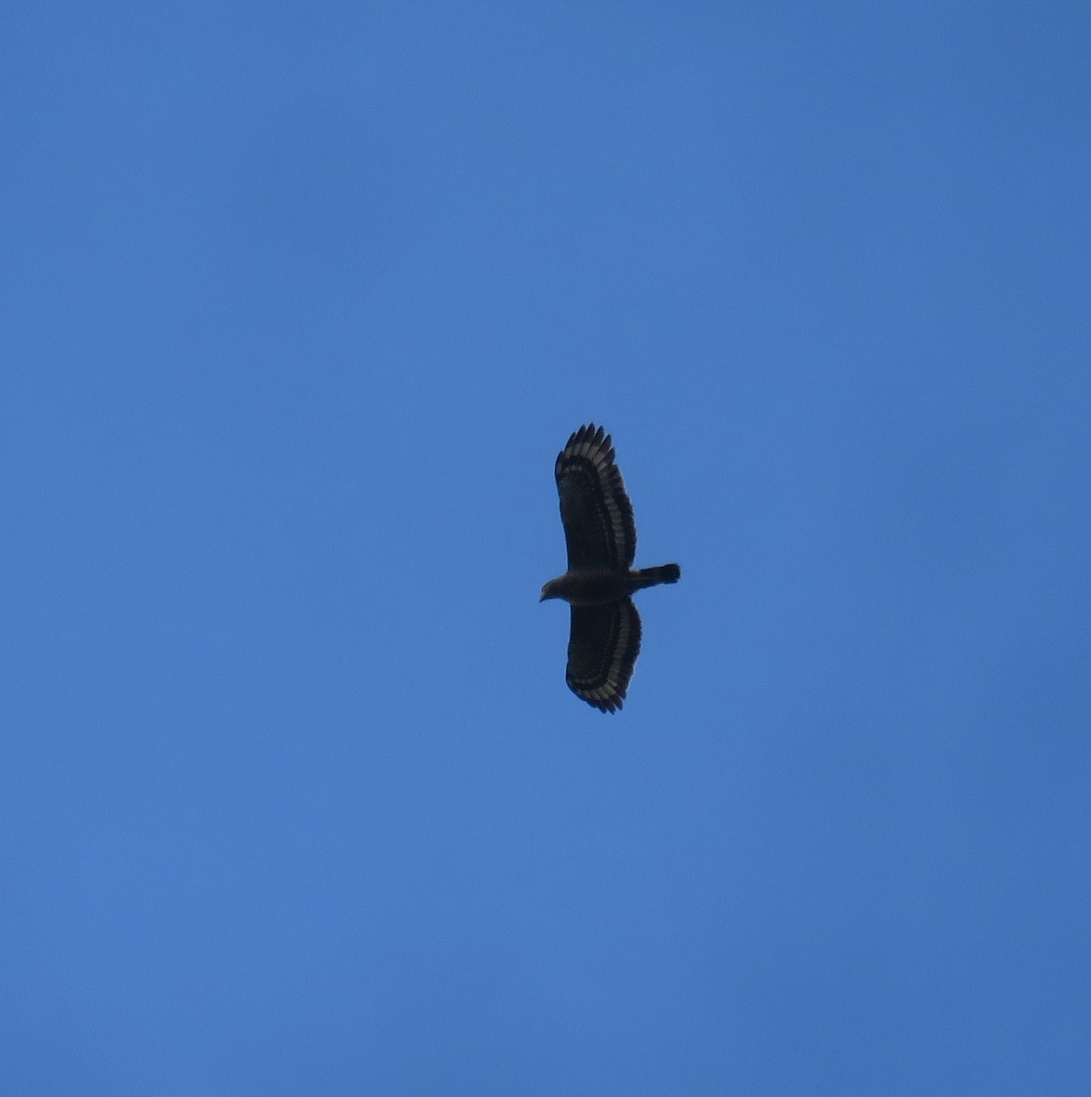 Philippine Serpent-Eagle - ML614682143