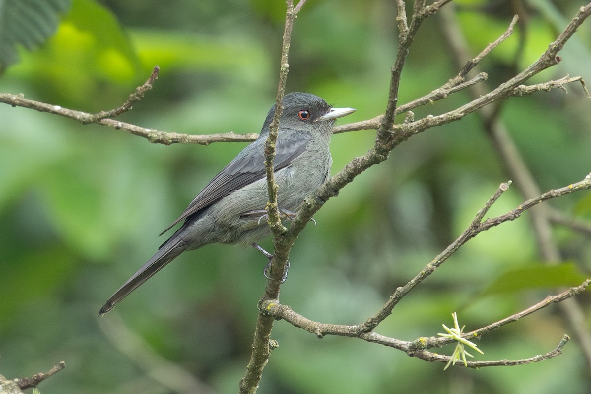 Plumbeous Black-Tyrant - ML614682145