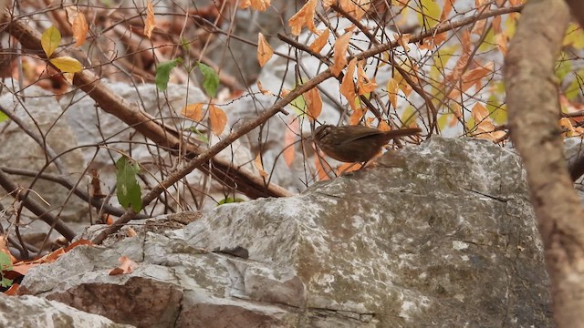 Rufous Limestone Babbler - ML614682146