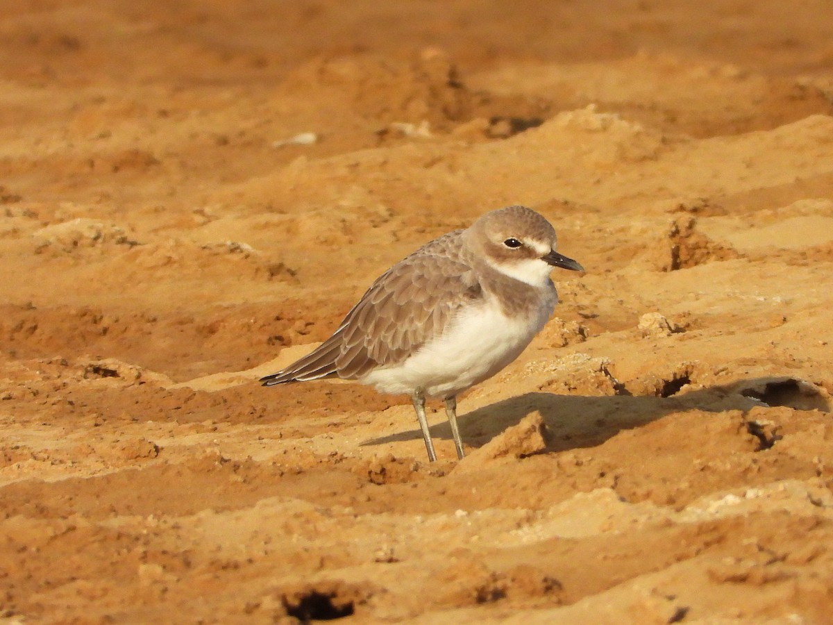 Greater Sand-Plover - Marco Pavia