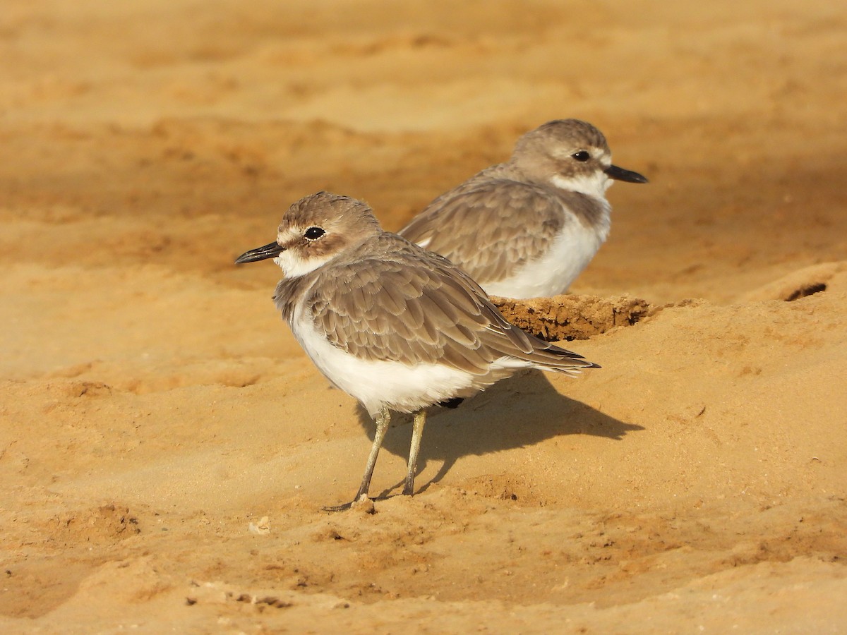 Greater Sand-Plover - Marco Pavia