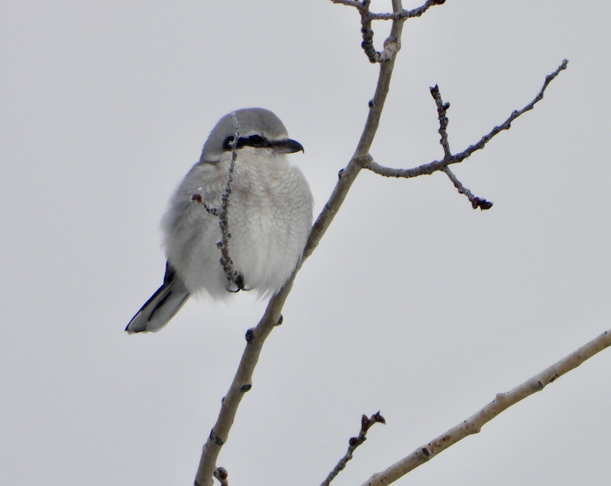 Northern Shrike - ML614682190