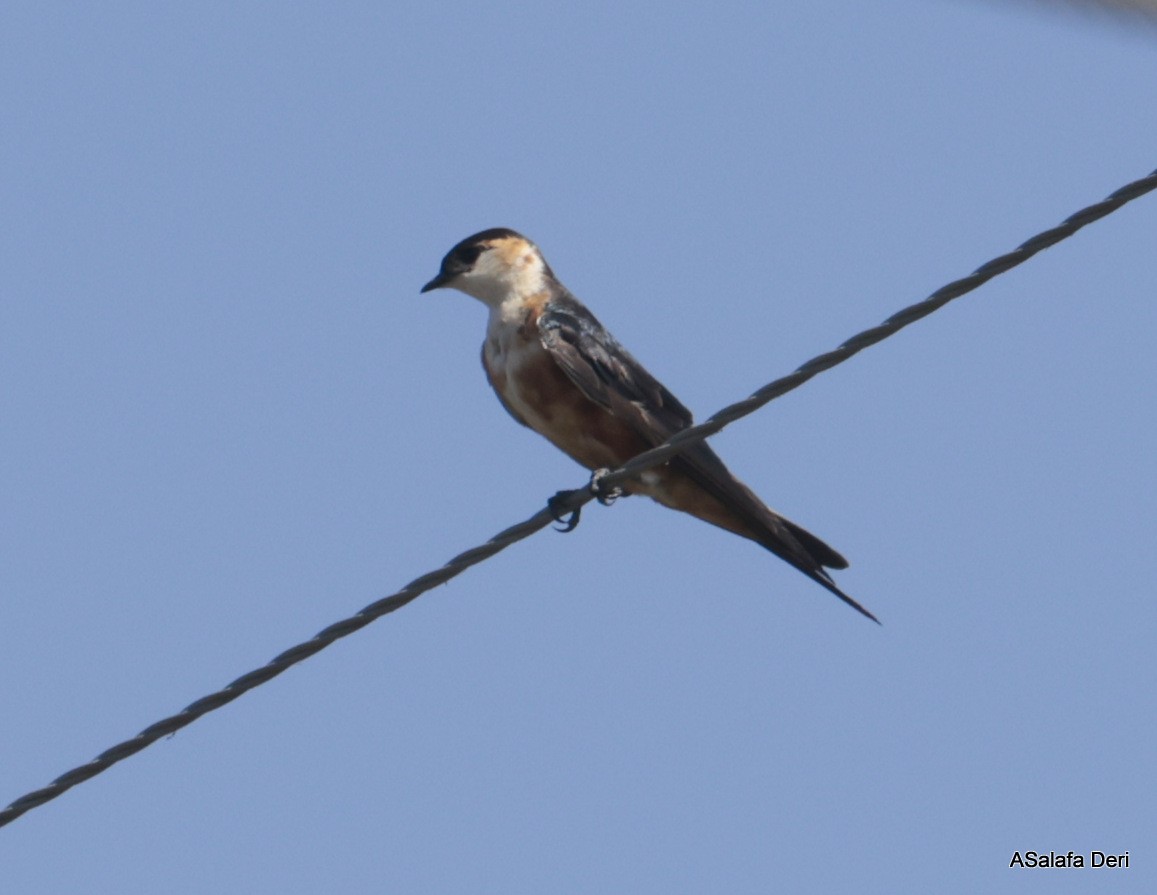 Mosque Swallow - Fanis Theofanopoulos (ASalafa Deri)