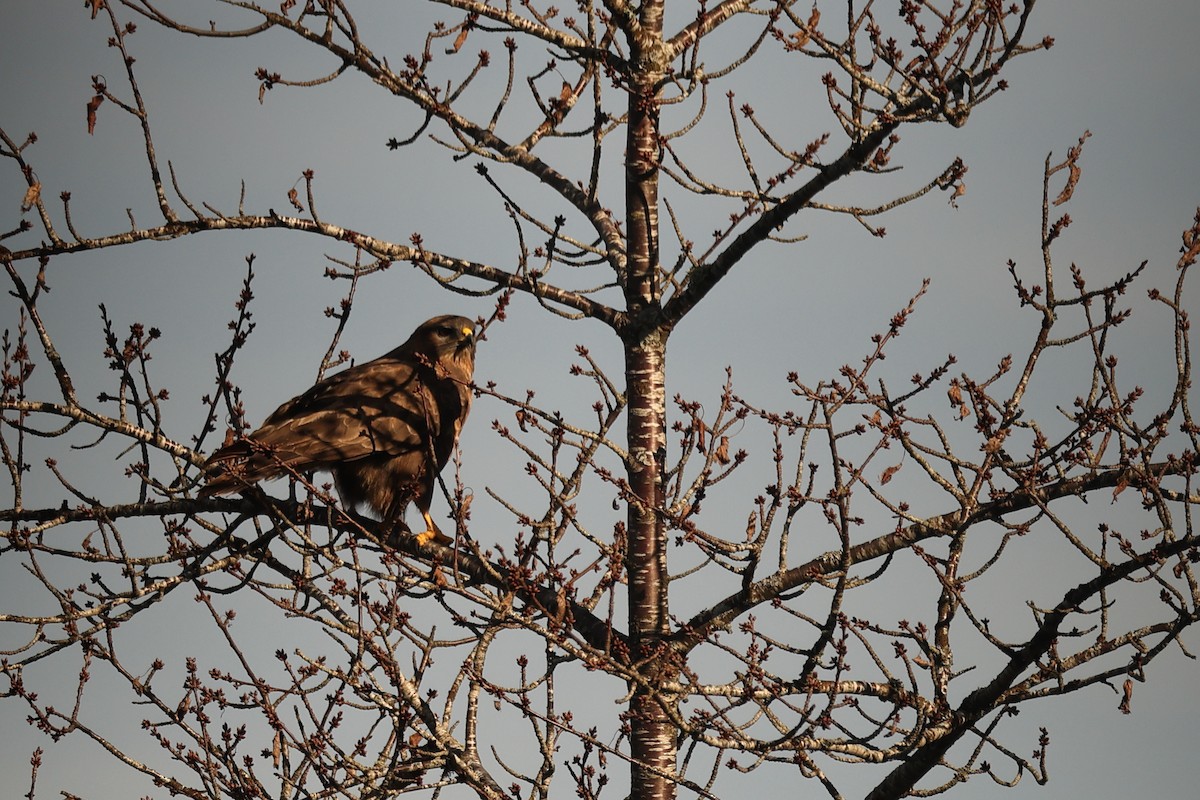 Common Buzzard - ML614682198