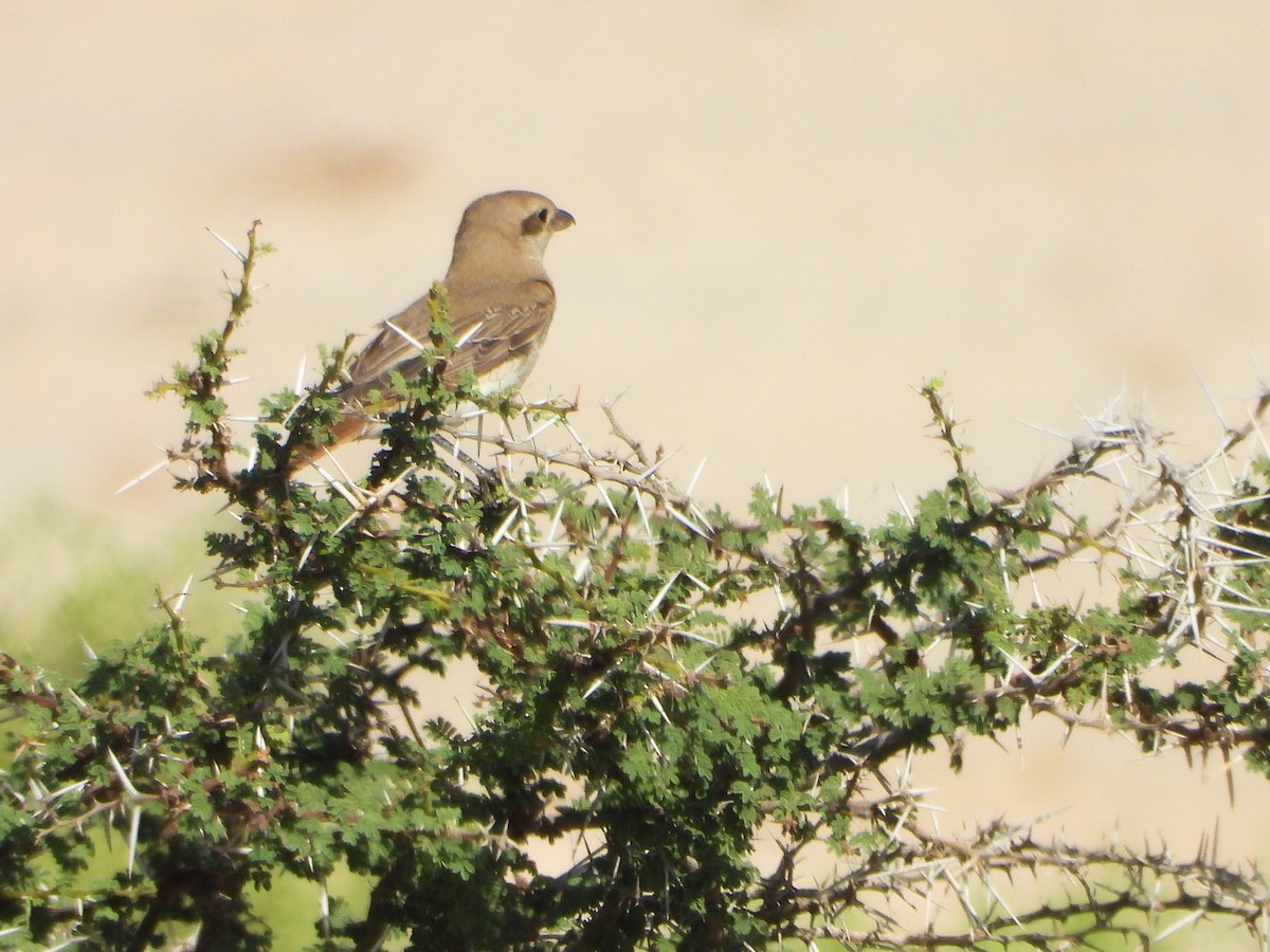 Red-tailed Shrike - ML614682292