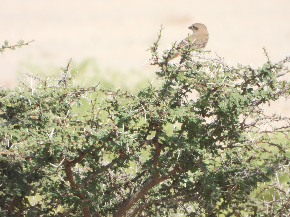 Red-tailed Shrike - ML614682295