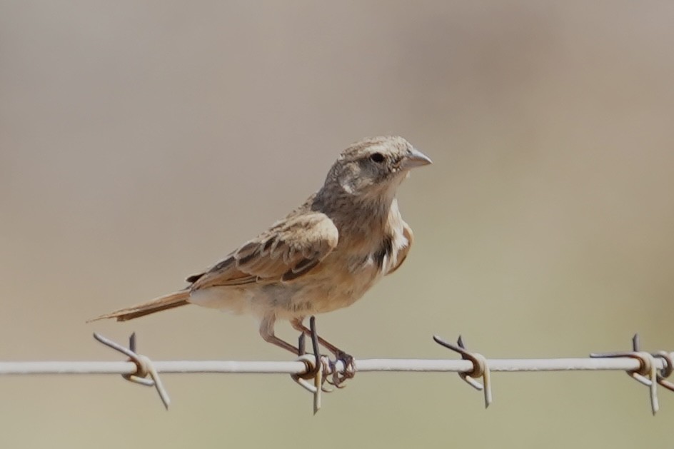 Lark-like Bunting - ML614682431