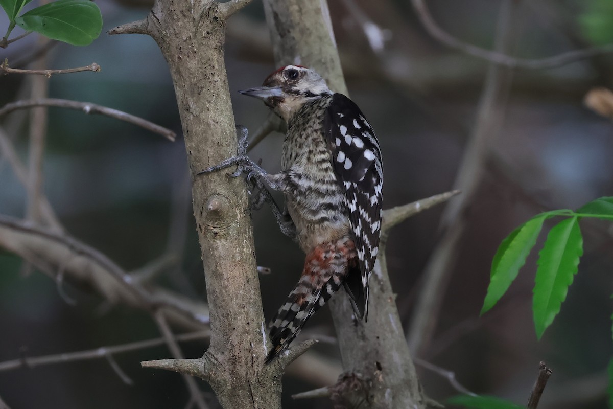 Freckle-breasted Woodpecker - ML614682435
