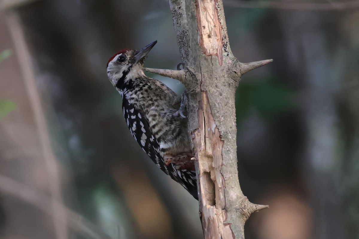 Freckle-breasted Woodpecker - ML614682436