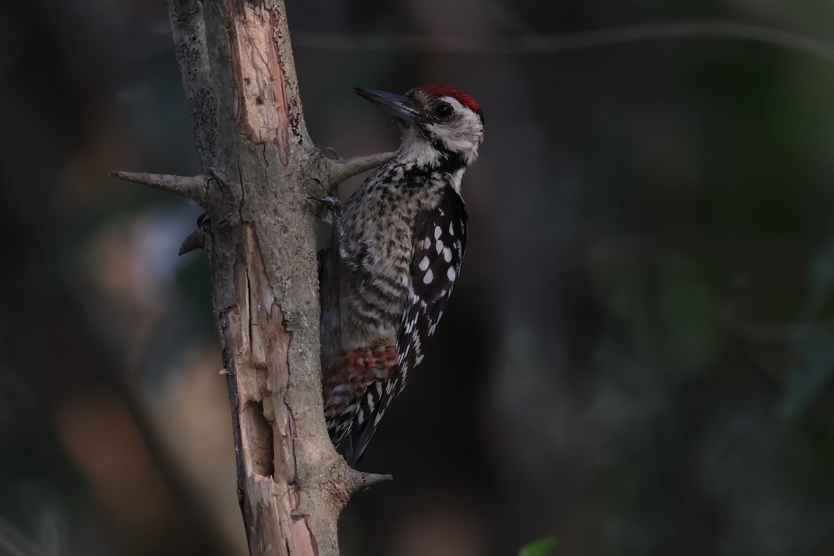 Freckle-breasted Woodpecker - ML614682445