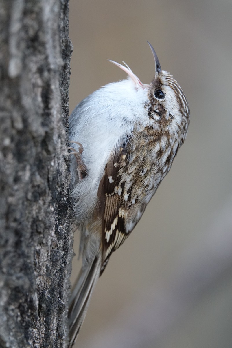 Eurasian Treecreeper - Unkyung Jeon