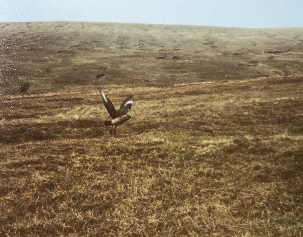 Great Skua - Alan Van Norman