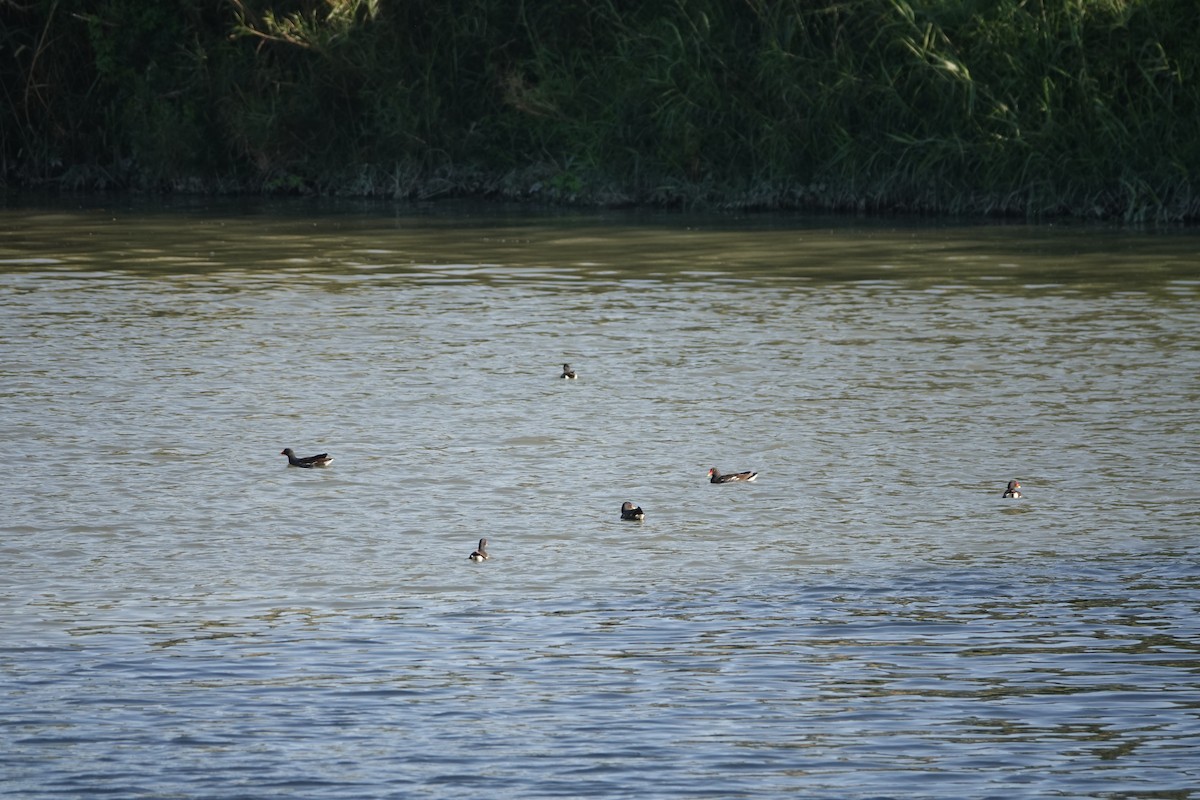 Eurasian Moorhen - ML614682560