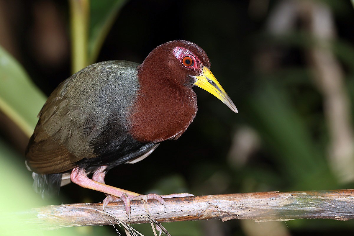 chřástal karakelongský - ML614682567