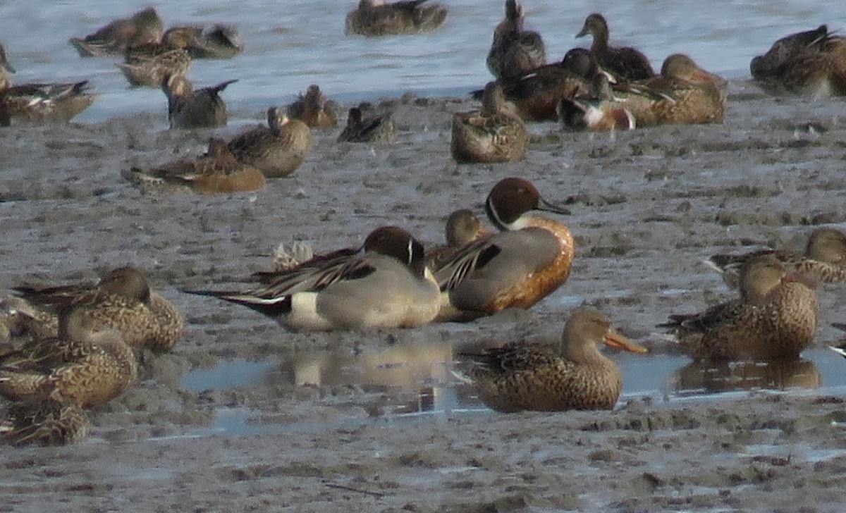 Northern Pintail - ML614682568