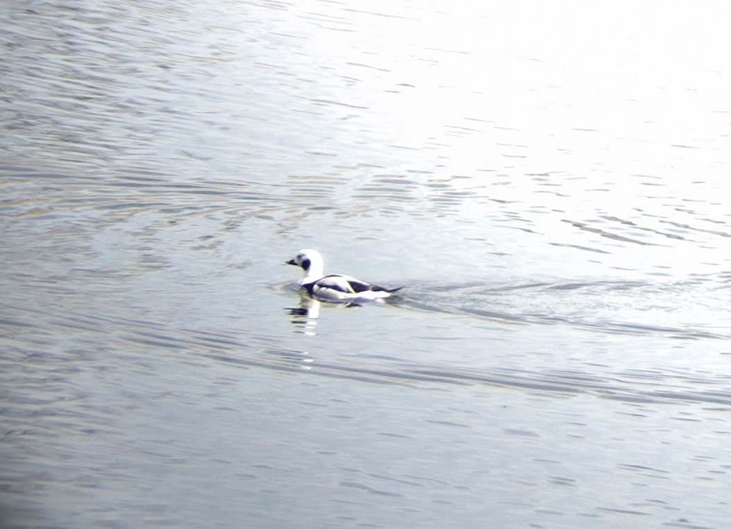 Long-tailed Duck - Stefan Andrew