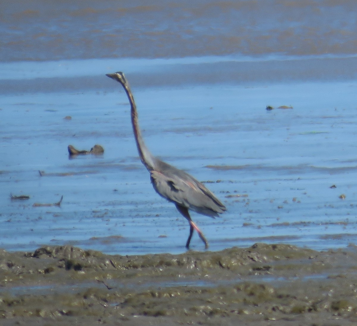 Gray Heron - ML614682595