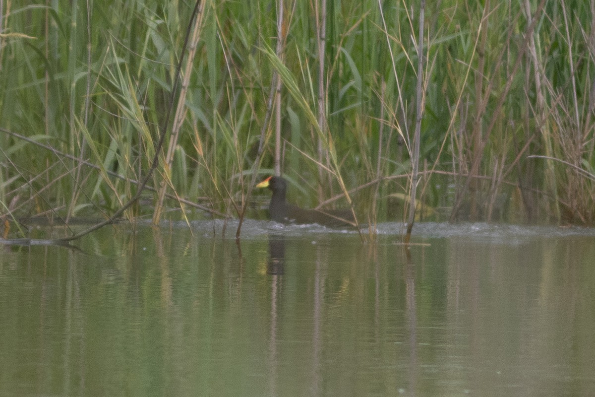 Lesser Moorhen - Edward Jenkins