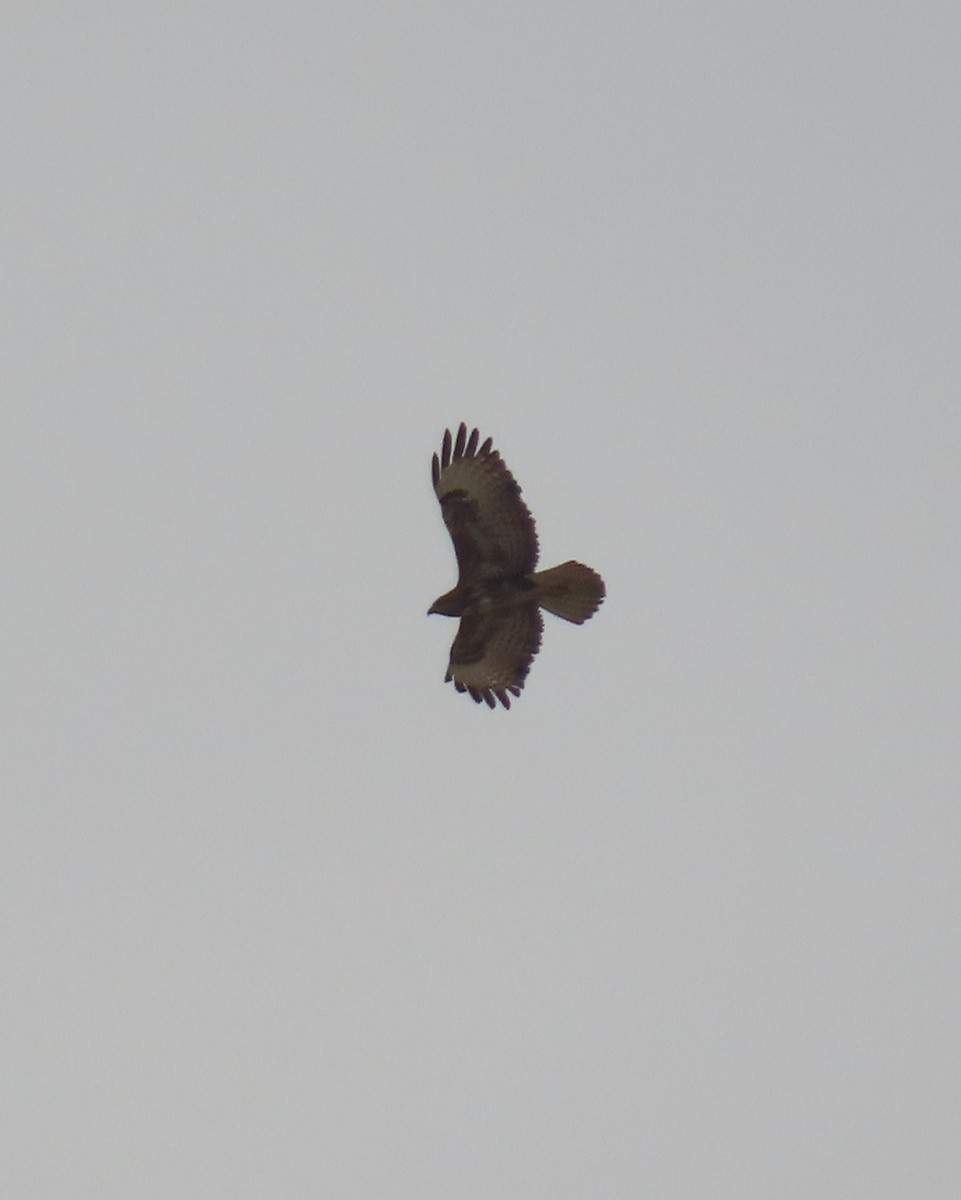 Common Buzzard (Steppe) - ML614682636