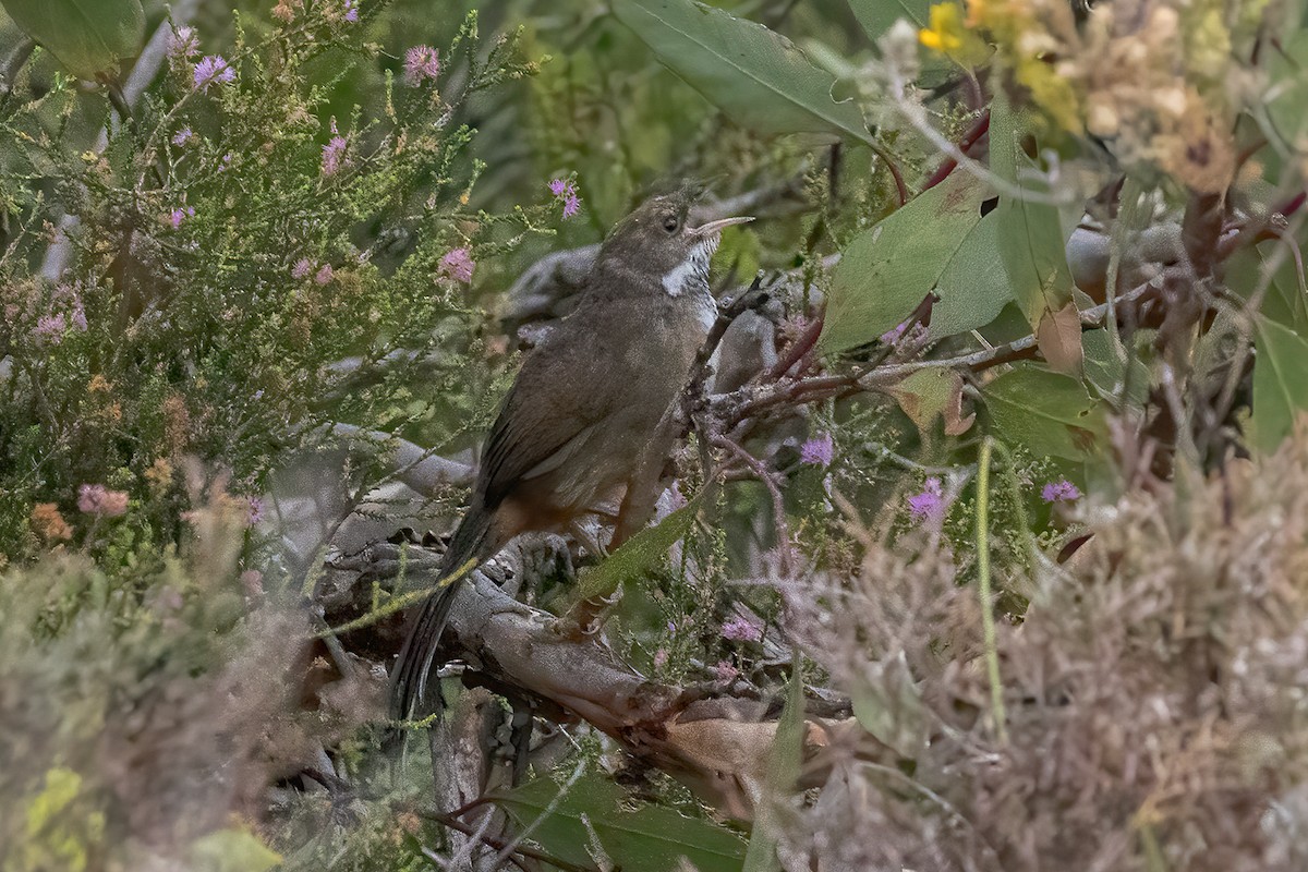 Noisy Scrub-bird - ML614682644