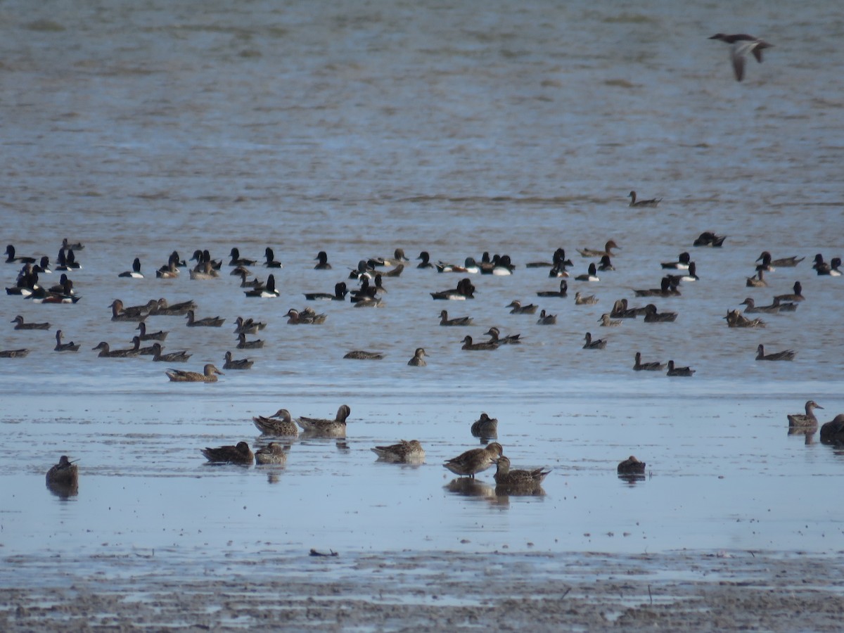 Tufted Duck - ML614682661
