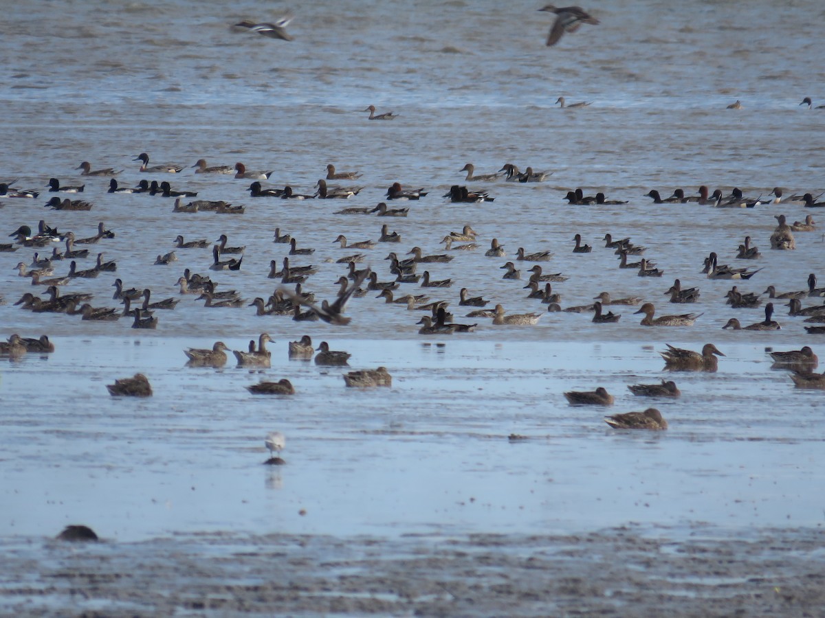 Garganey - ML614682678