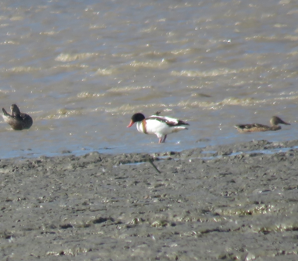 Common Shelduck - ML614682680