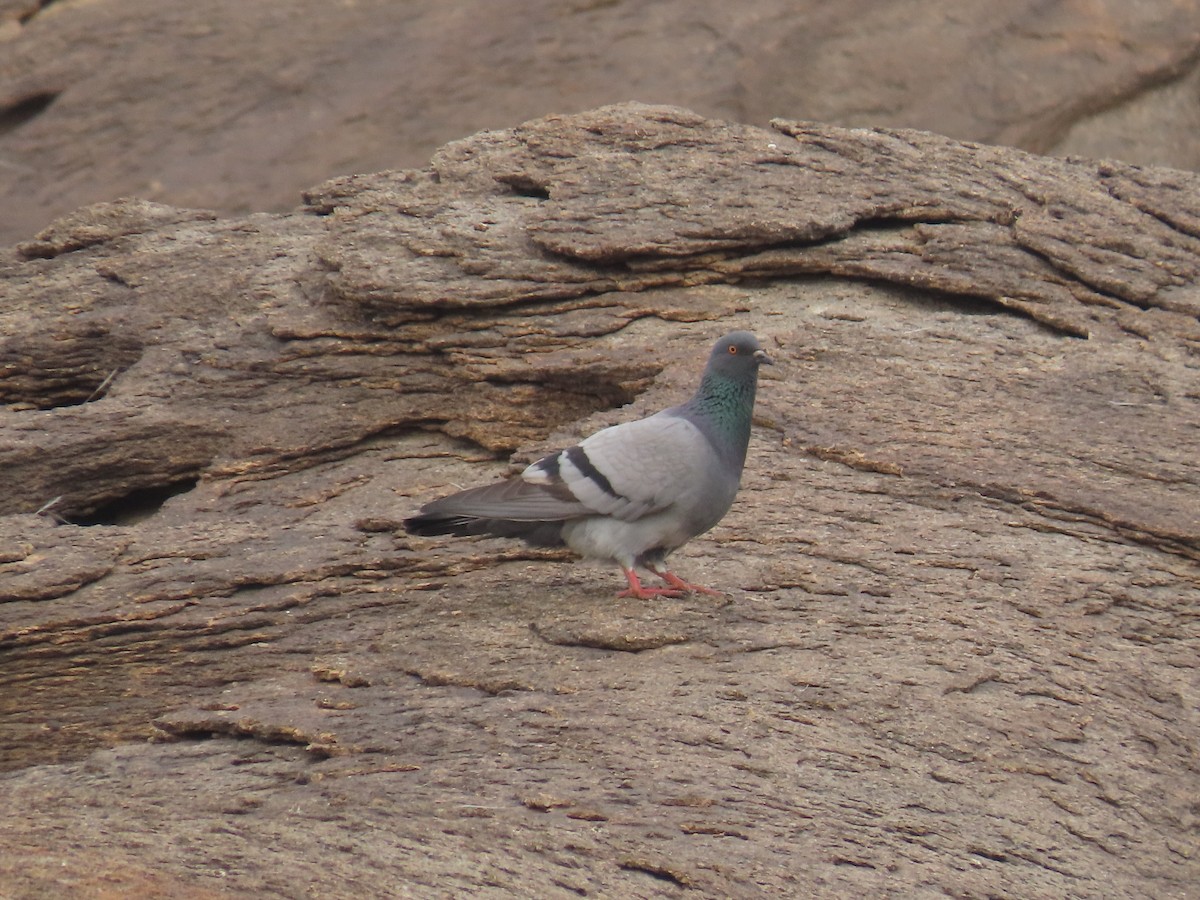 Rock Pigeon (Wild type) - Ute Langner