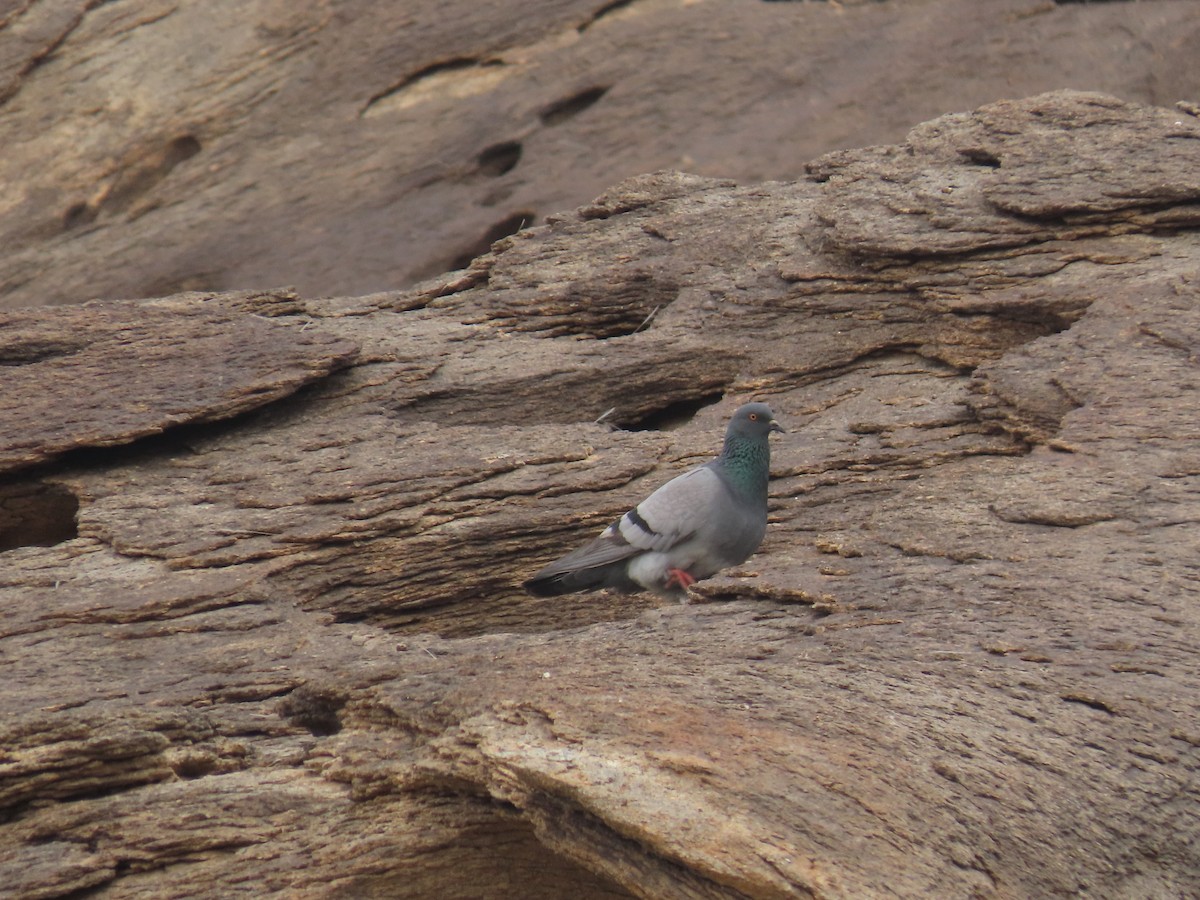 Rock Pigeon (Wild type) - Ute Langner